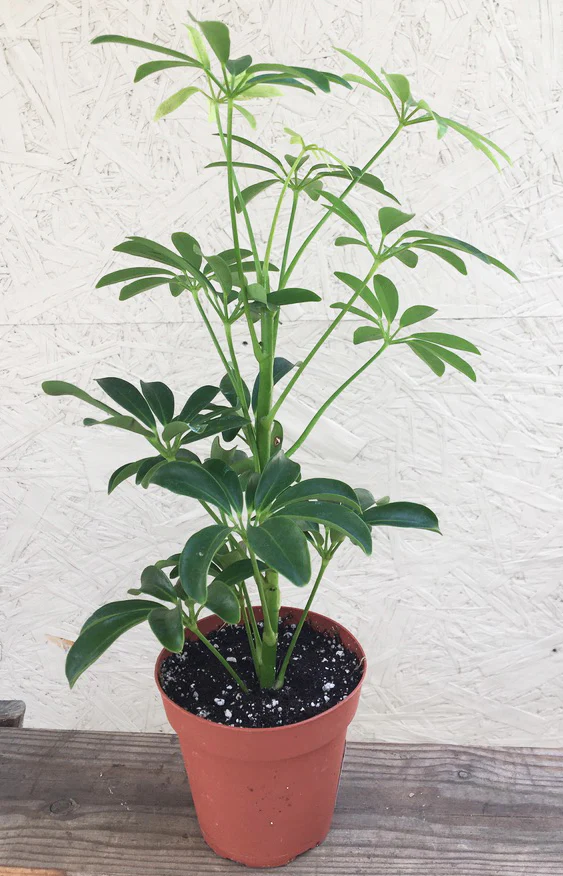 The Schefflera-Umbrella Tree- Schefflera Arboricola